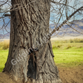 Rooted Spirit print